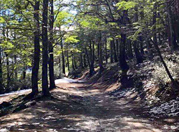 A sunny forest path.