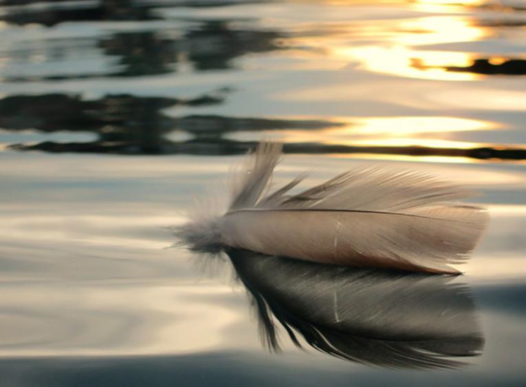 A feather floats on calm water.