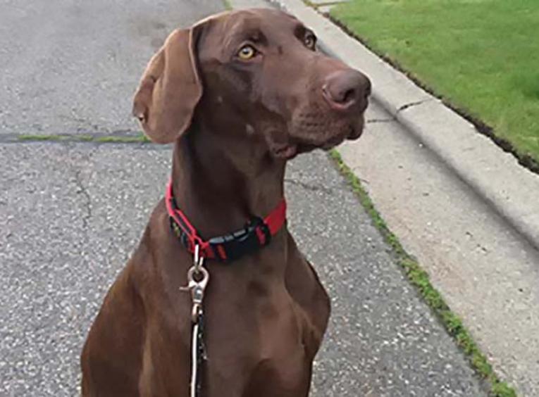 Dog sitting on road.