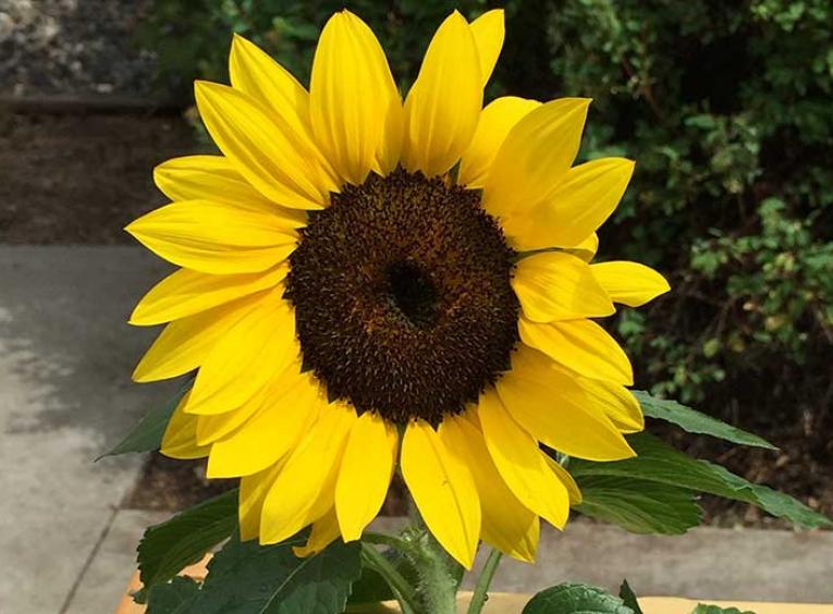 A short sunflower in a wood raised garden.