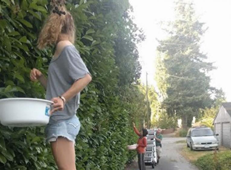 Girl on a ladder picking blackberries and putting them in a white bowl.