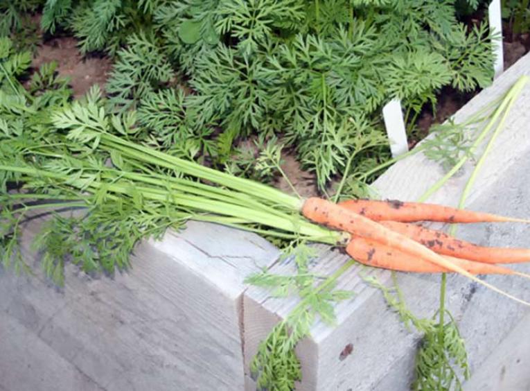 Freshly pulled carrots laying on the side of a planter box.