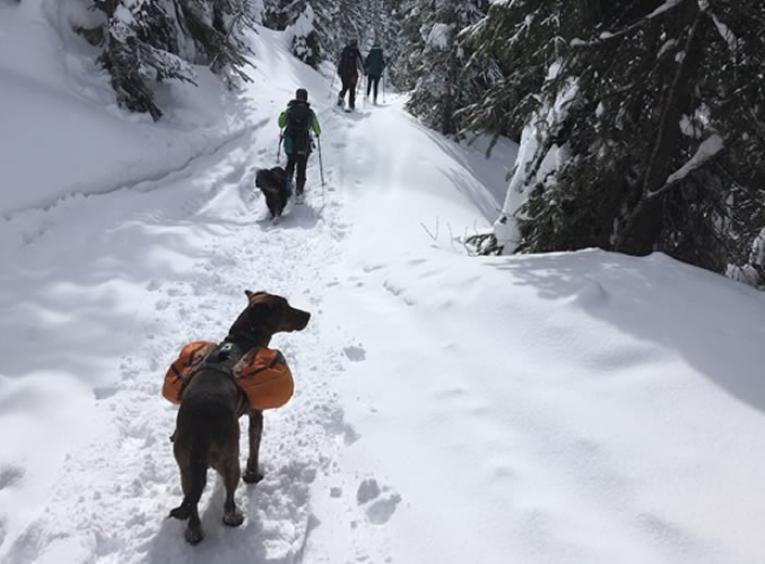 A dog with a backpack behind people snowshoeing.