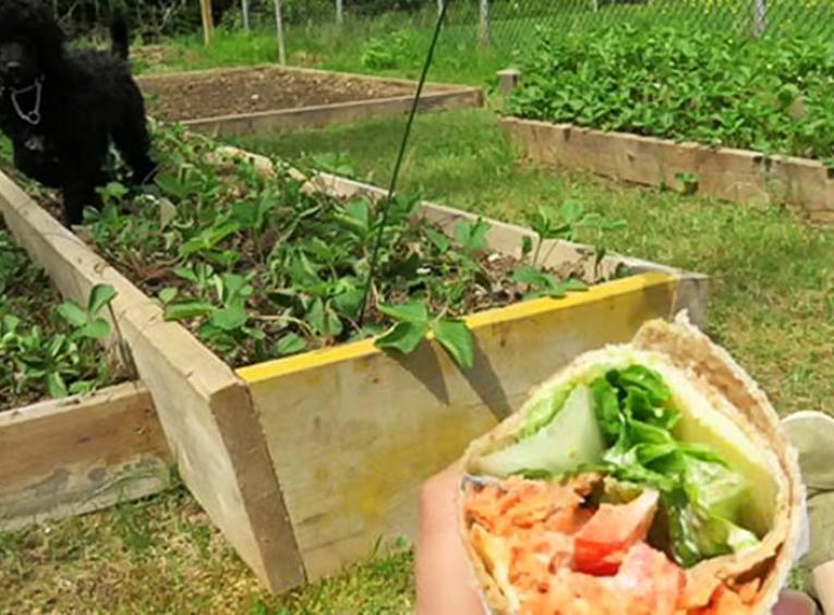 Dog in strawberry patch with person watching while eating a wrap.