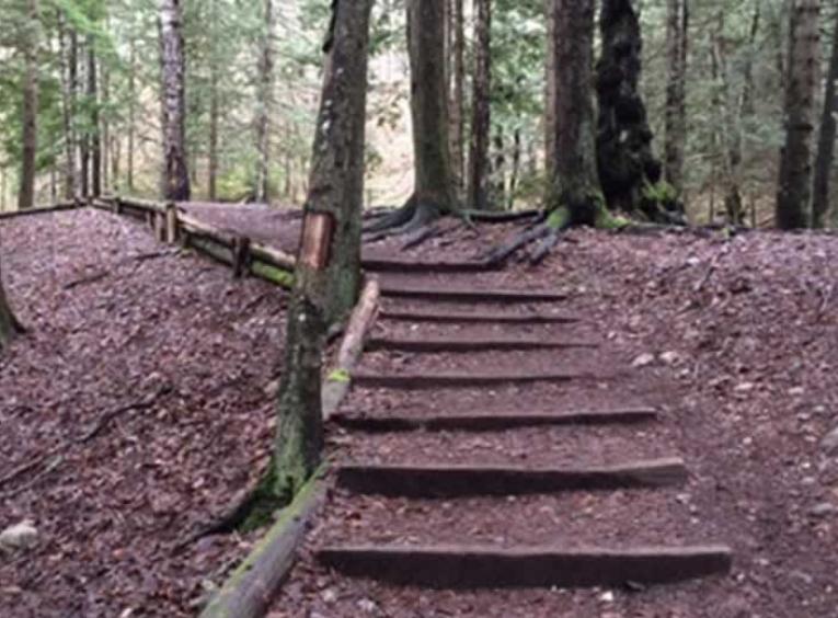 Path with wood stairs in the forest.