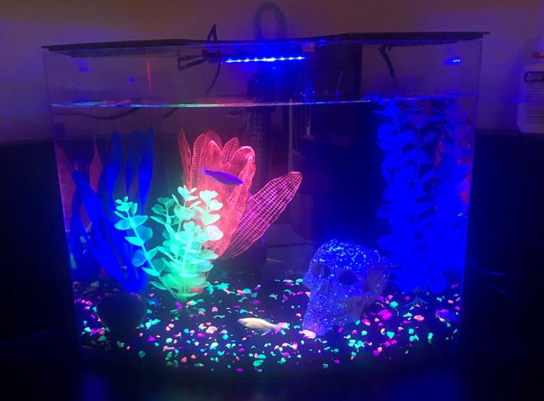 A dark fish tank with two glofish and glowing, fluorescent decor.