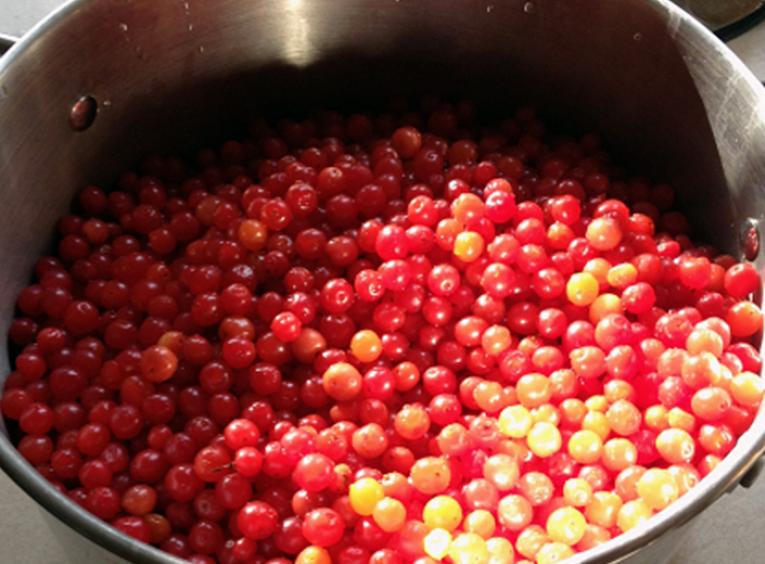 Stainless steel pot filled with fresh picked high bush cranberries