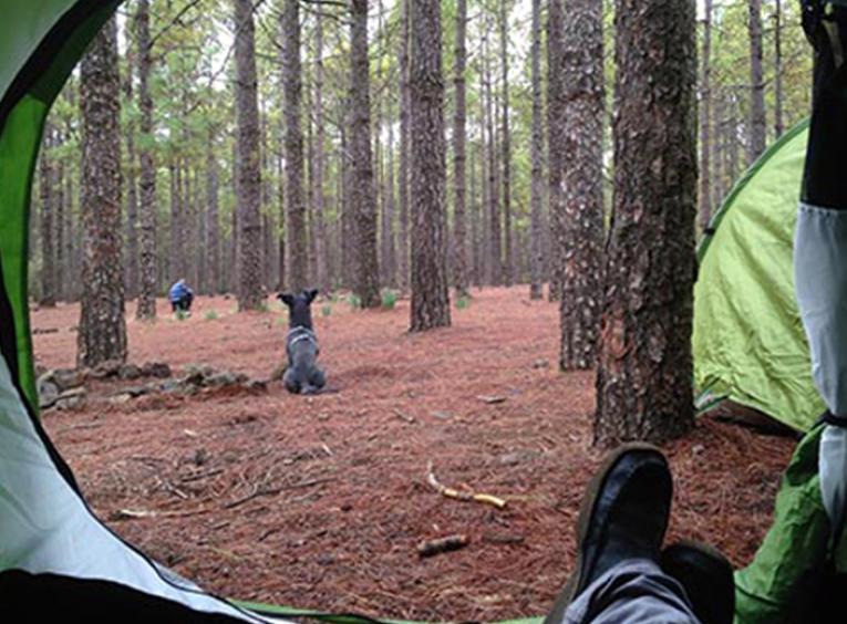 View of boreal forest from inside a green tent