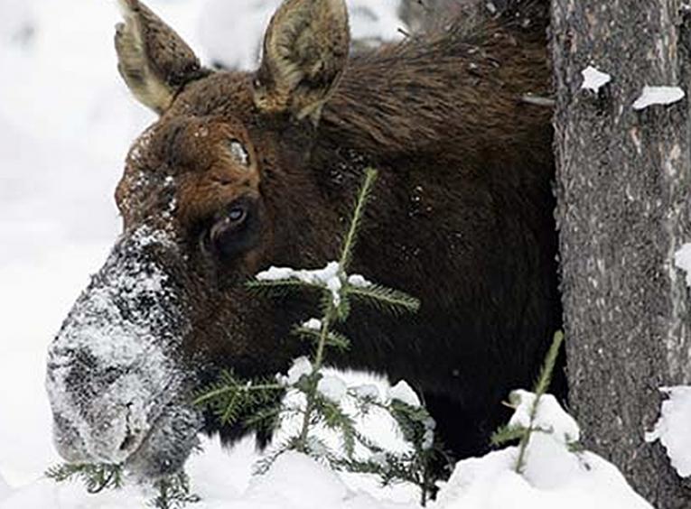 Moose in Northern BC eating a sapling tree