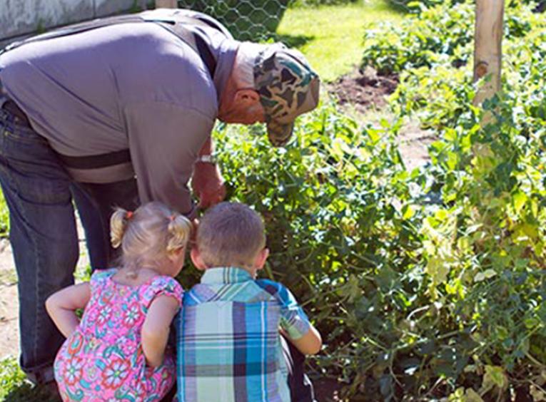 Senior in the garden picking peas with young children