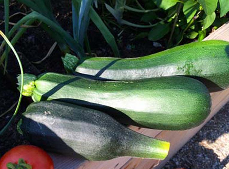 Three zucchini in the sunshine in the garden