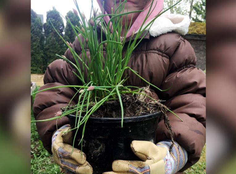 A young girl holds a pot of planted chives.