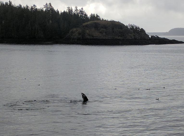 A whale's fin breaches water, a rocky point is in the background. 