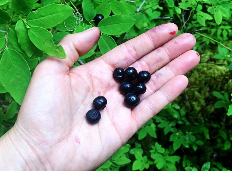 A hand holds dark blue berries. 