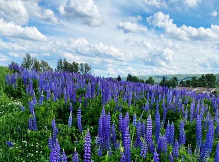 Lupine flowers cover a green field. 