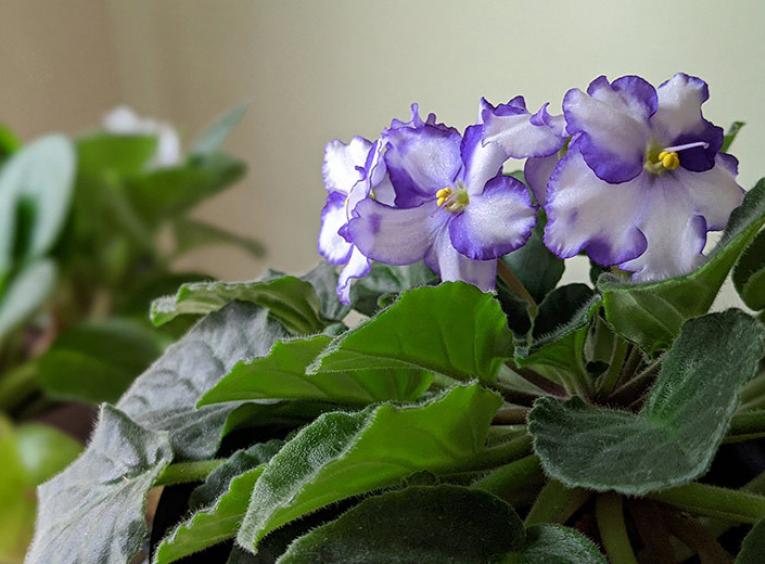 African violets in bloom reflecting the winter sunlight.