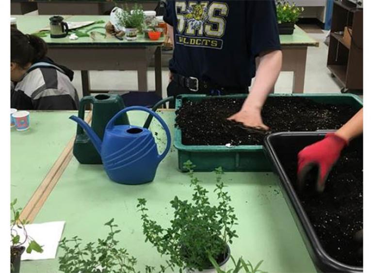 Children planting herbs in a school classroom