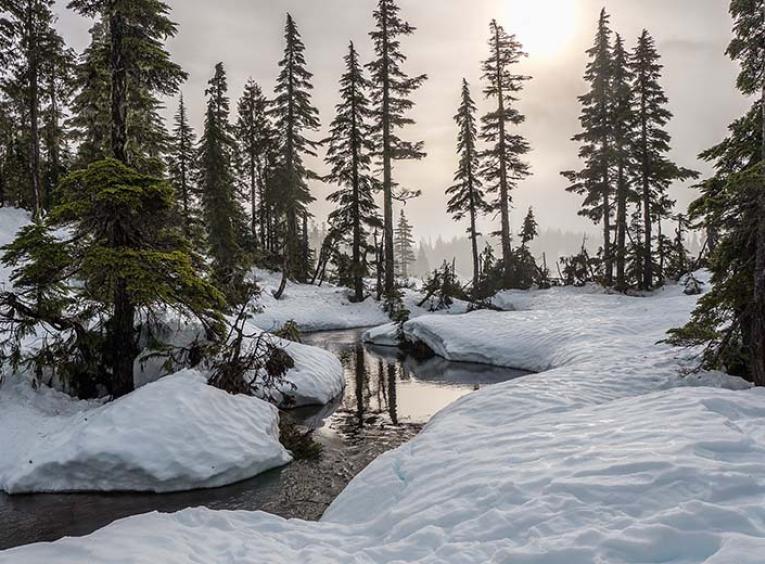 landscape photo of a stream with snow and trees the sun is peaking through