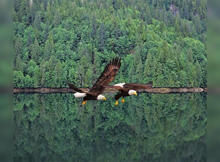 Two eagles flying