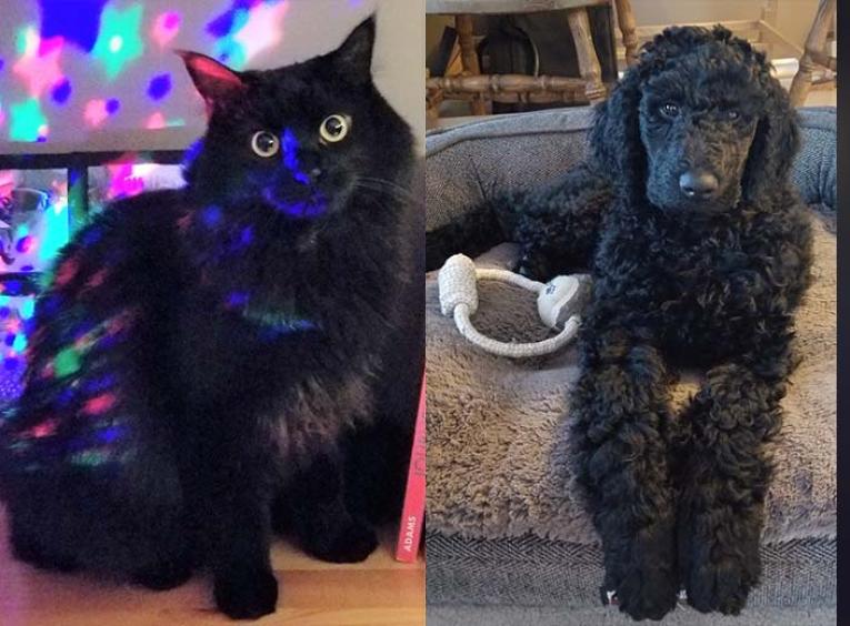 a fluffy black cat with yellow eyes is the left and a black poodle dog is on the right