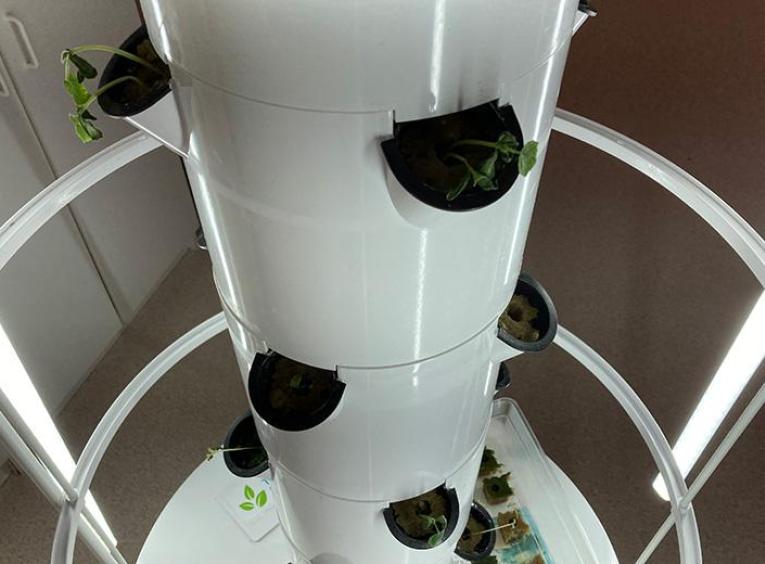 Tower garden with small green seedlings in separate compartments