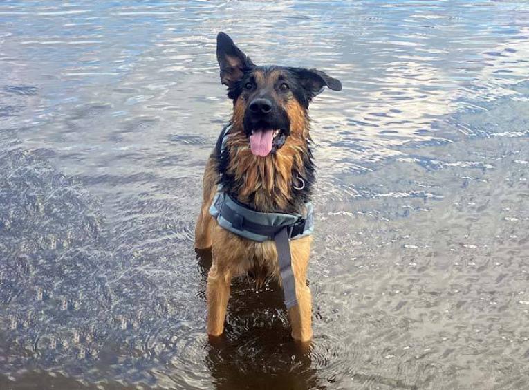 a german shepard standing in water smiles at the camera