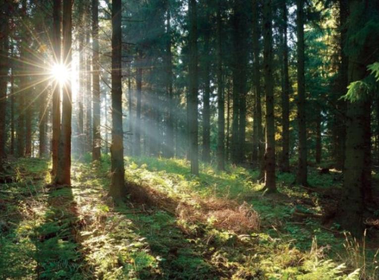 Sunlight filtering through a forest