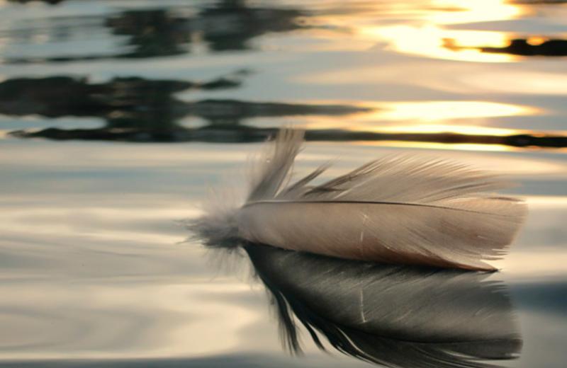 A feather floats on calm water.