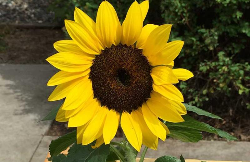 A short sunflower in a wood raised garden.
