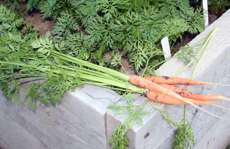 Freshly pulled carrots laying on the side of a planter box.