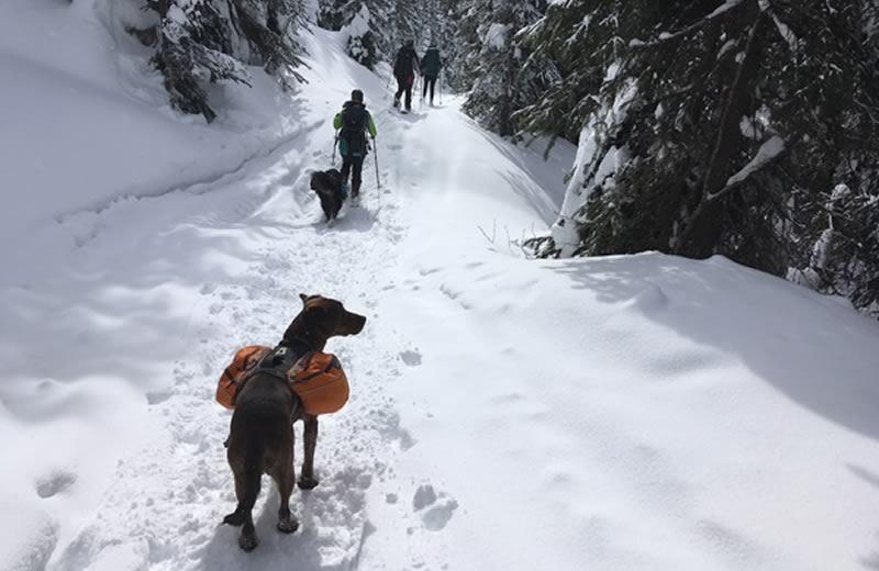 A dog with a backpack behind people snowshoeing.