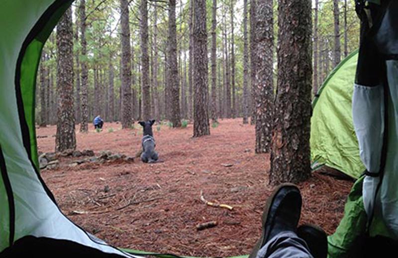 View of boreal forest from inside a green tent