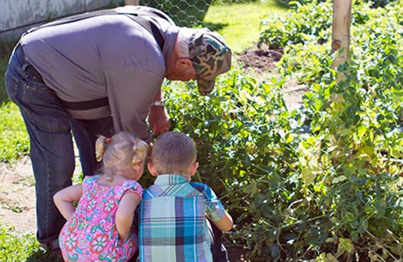Senior in the garden picking peas with young children
