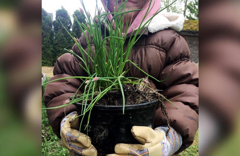 A young girl holds a pot of planted chives.
