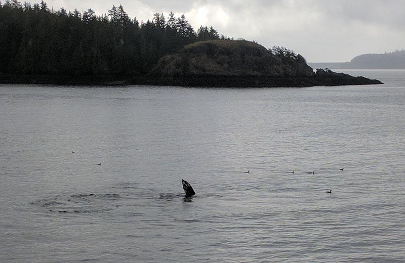 A whale's fin breaches water, a rocky point is in the background. 