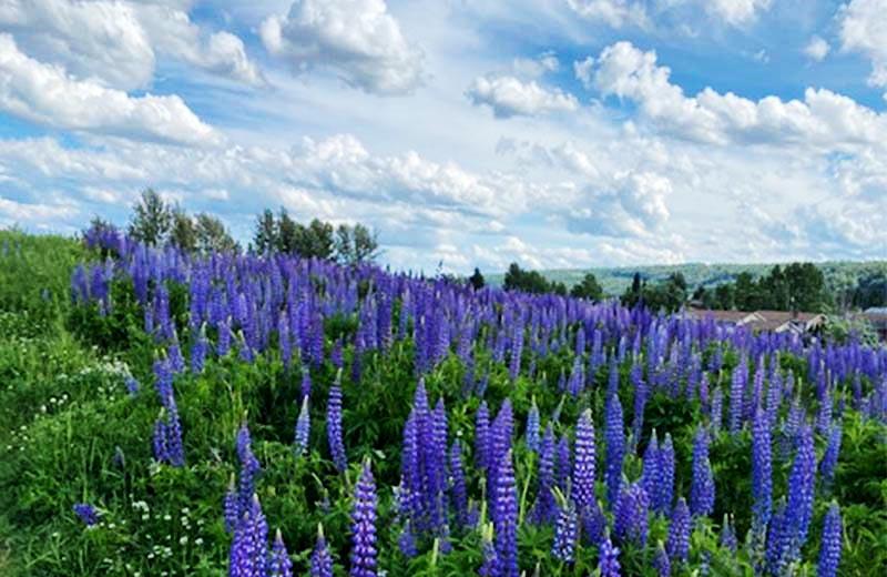 Lupine flowers cover a green field. 