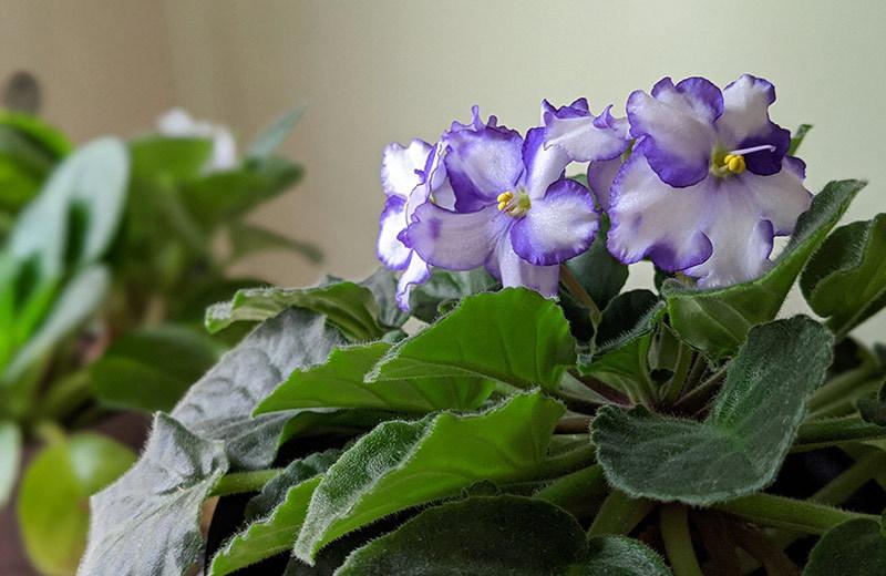 African violets in bloom reflecting the winter sunlight.