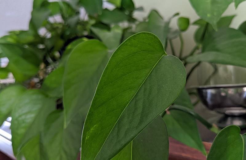 Pothos on a high shelf in the living room.