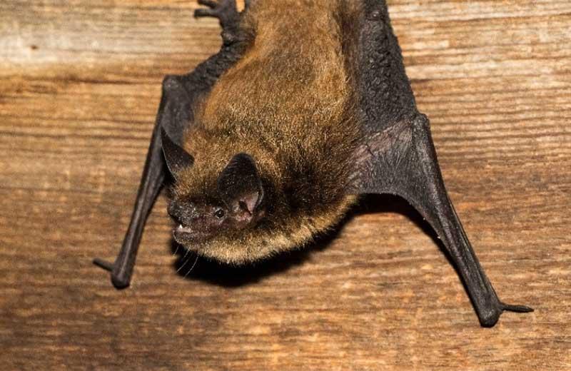 Bat hanging from the wall