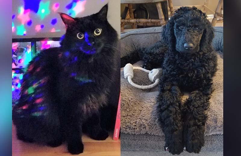 a fluffy black cat with yellow eyes is the left and a black poodle dog is on the right