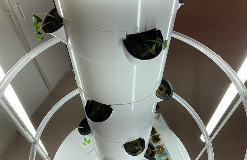 Tower garden with small green seedlings in separate compartments