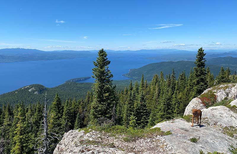 The view from Mt Pope. A large lake is in the background with trees all around. A small brown dog is on the mountain top rocks.