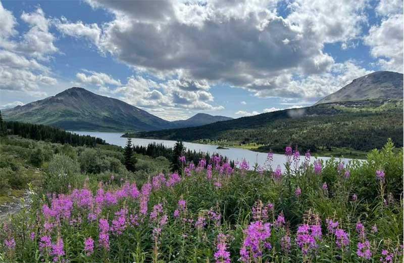 Mountains in the background with a lake and fireweed flowers in bloom