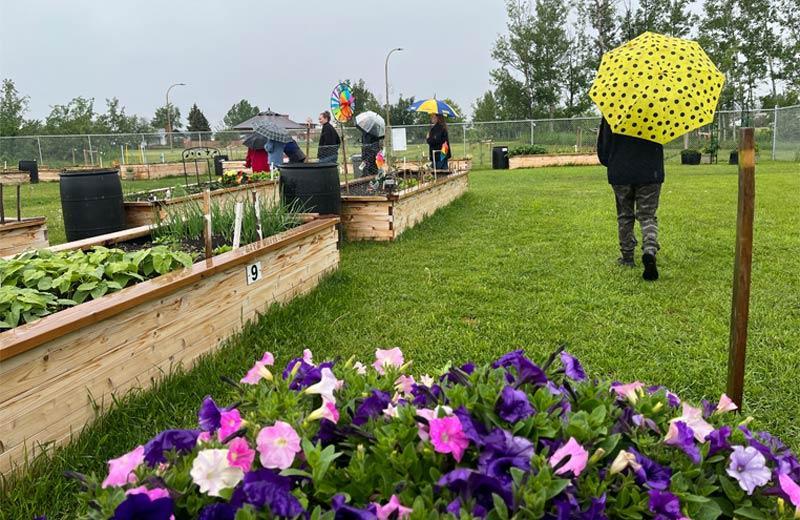 People with umbrellas walk through a community garden