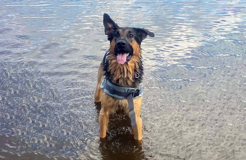 a german shepard standing in water smiles at the camera