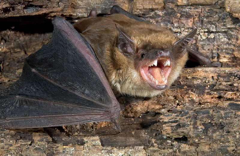 Bat on wood