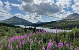 Mountains in the background with a lake and fireweed flowers in bloom