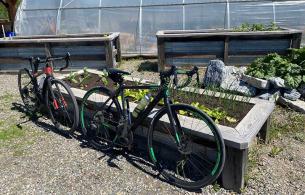 two bicycles in a garden