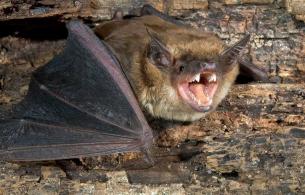 Bat on wood