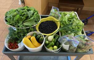 Fresh garden vegetables on a table